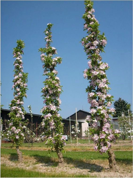 Columnar Apples – Growing Fruits in the Small Home Orchard